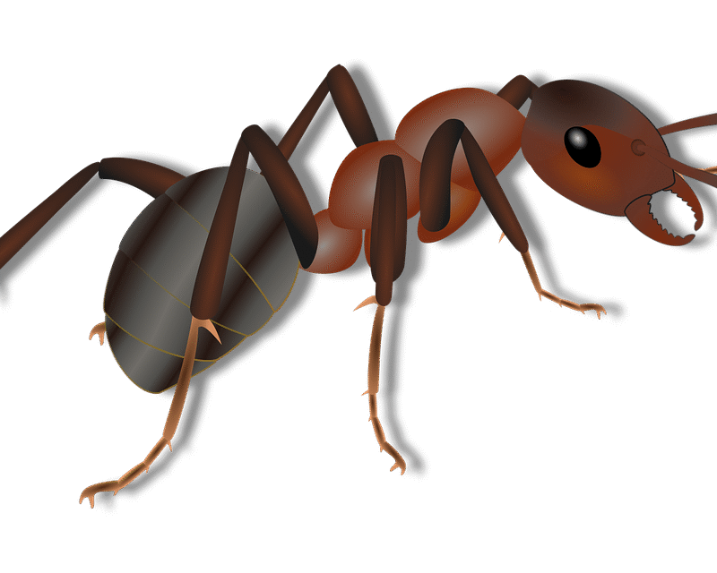 barrière anti-fourmis efficace pour protéger votre maison et votre jardin des invasions de fourmis. solution durable et facile à installer.