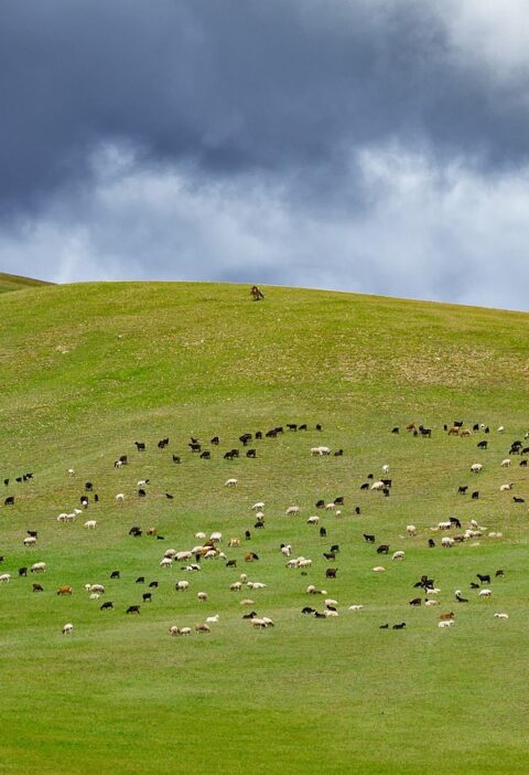 d&eacute;couvrez l'eco-grazing, une m&eacute;thode durable de p&acirc;turage qui favorise la biodiversit&eacute;, am&eacute;liore la qualit&eacute; des sols et prot&egrave;ge l'environnement tout en maintenant une production agricole responsable.