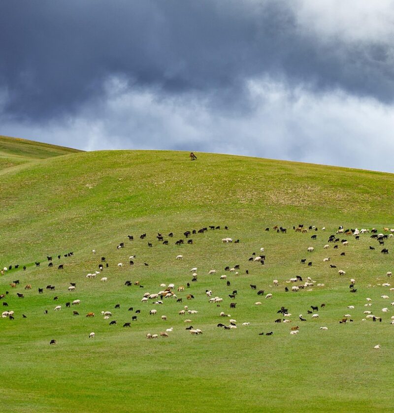 d&eacute;couvrez l'eco-grazing, une m&eacute;thode durable de p&acirc;turage qui favorise la biodiversit&eacute;, am&eacute;liore la qualit&eacute; des sols et prot&egrave;ge l'environnement tout en maintenant une production agricole responsable.