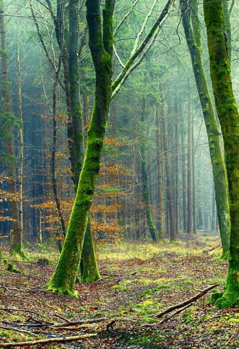 d&eacute;couvrez des informations essentielles sur l'environnement, ses enjeux et les actions pour le pr&eacute;server.