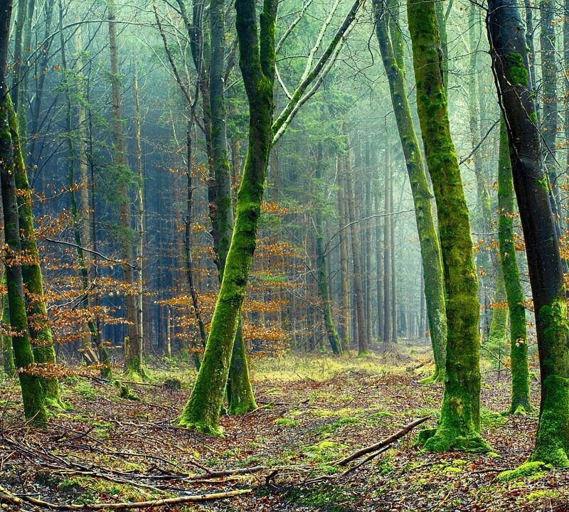 d&eacute;couvrez des informations essentielles sur l'environnement, ses enjeux et les actions pour le pr&eacute;server.