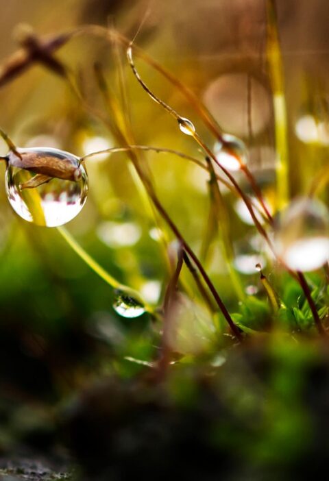 d&eacute;couvrez des m&eacute;thodes efficaces pour &eacute;liminer la mousse de votre pelouse et retrouver un gazon sain et verdoyant toute l'ann&eacute;e.