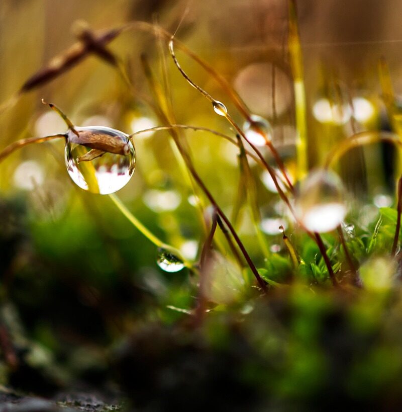 d&eacute;couvrez des m&eacute;thodes efficaces pour &eacute;liminer la mousse de votre pelouse et retrouver un gazon sain et verdoyant toute l'ann&eacute;e.