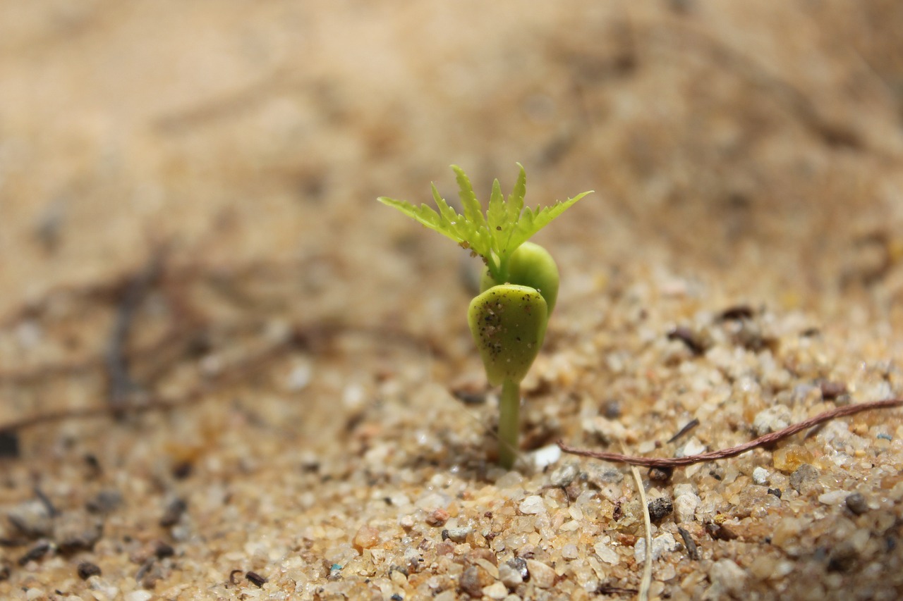 d&eacute;couvrez les &eacute;tapes essentielles de la germination des graines et apprenez comment favoriser leur croissance pour un jardin r&eacute;ussi.