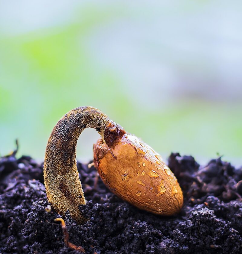 d&eacute;couvrez tout sur la germination des graines : &eacute;tapes cl&eacute;s, conditions id&eacute;ales et conseils pratiques pour r&eacute;ussir la croissance de vos plantes.