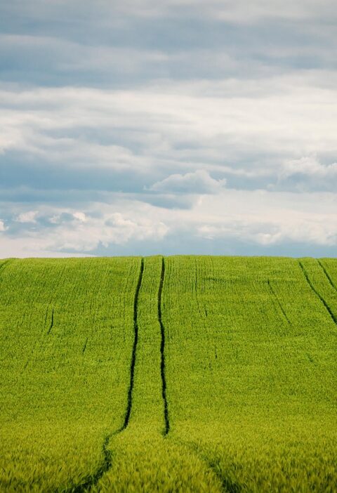 d&eacute;couvrez les techniques de culture de la vanille, de la plantation &agrave; la r&eacute;colte, pour produire des gousses de qualit&eacute; exceptionnelle.