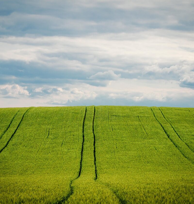 découvrez les techniques de culture de la vanille, de la plantation à la récolte, pour produire des gousses de qualité exceptionnelle.